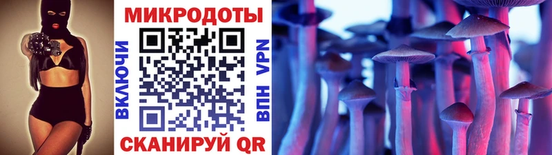 Купить  Сясьстрой  Галлюциногенные грибы Psilocybe 